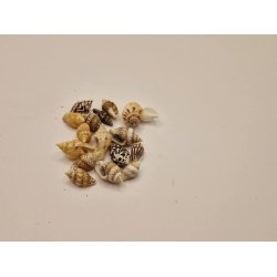 Strandskaller lot (brugt)