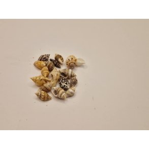 Strandskaller lot (brugt)