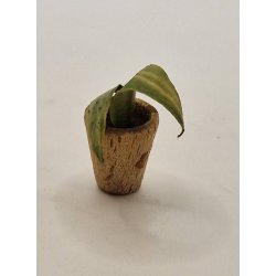 Grn plante i tr potte. Tysk