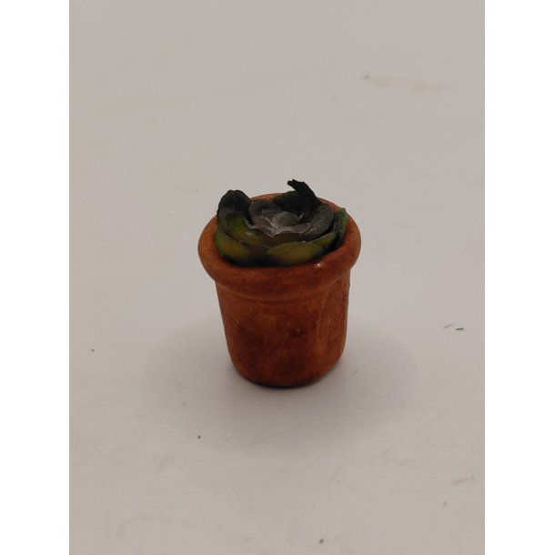 Sukkulent i terrakotta urtepotte (ny)