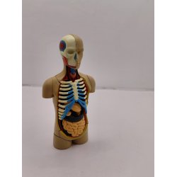 Anatomimodel - Torso (brugt med mangler)
