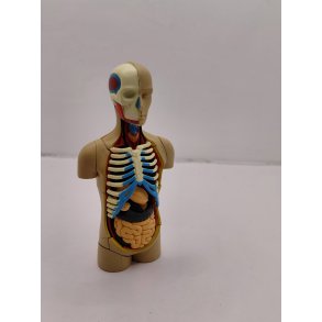 Anatomimodel - Torso (brugt med mangler)