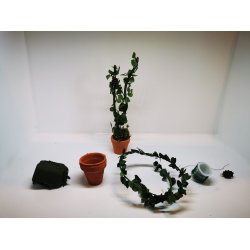 Lav din egen vin ranke/plante i potte IKKE TIL SALG