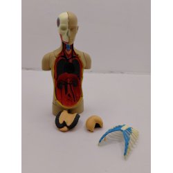 Anatomimodel - Torso (brugt med mangler)