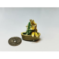 Kaktus i potte (brugt)