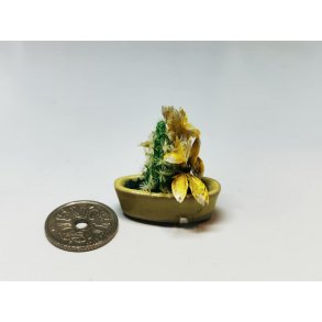 Kaktus i potte (brugt)