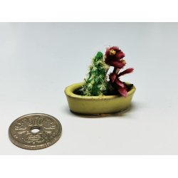 Kaktus i potte (brugt)