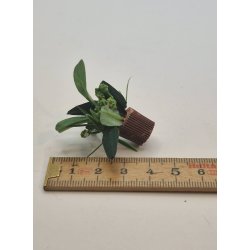 Potteplante (hndlavet)