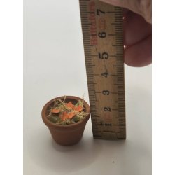 Potteplante med orange blomster (brugt)