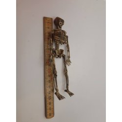 Skelet i plastik (nyt)