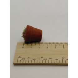 Sukkulent i terrakotta urtepotte (ny)