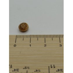 2 frikadeller (h�ndlavet) 1:16/1:12