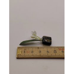 Blomster i vase (brugt)