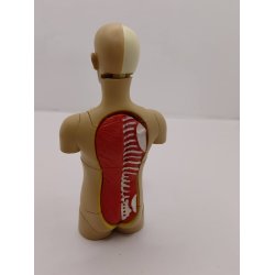Anatomimodel - Torso (brugt med mangler)