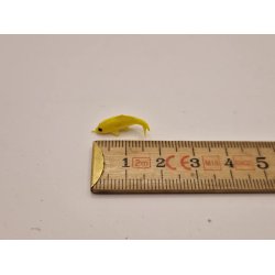 Meget lille fisk (ny)