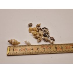 Strandskaller lot (brugt)