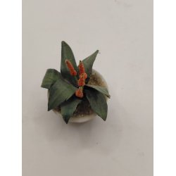 Urtepotte med r�de/orange blomster (brugt)