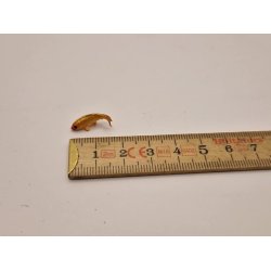 Meget lille fisk (ny)