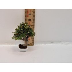 Kunstig bonsai tr (hndlavet)