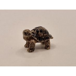 Skildpadde i porceln (ny)