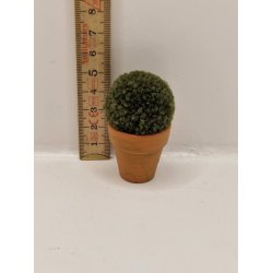 Busk i potte (brugt)