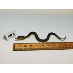 Slange i plastik (ny)