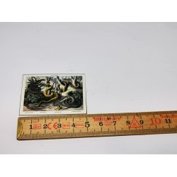 Billede af slanger p kraftig karton (brugt)