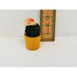 Kaktus med blomst (gammel)